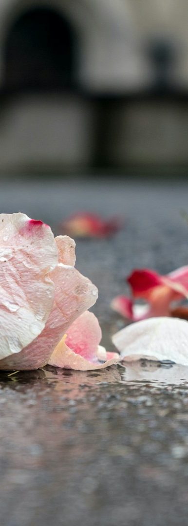 Ein einzelner rosa Rosenstiel in einer klaren Glasvase vor einem sanften Hintergrund.