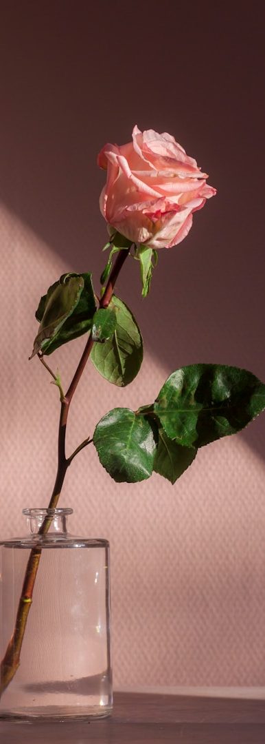 Ein einzelner rosa Rosenstiel in einer klaren Glasvase vor einem sanften Hintergrund.